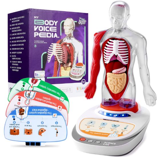 Picture of MY BODY VOICE PEDIA