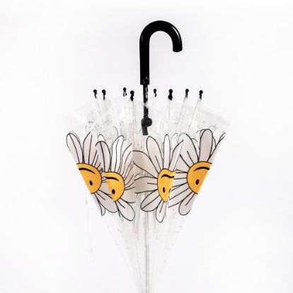 Picture of umbrella daisy FLOWER
