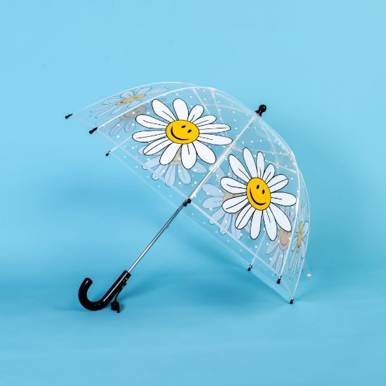 Picture of umbrella daisy FLOWER